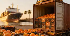 Você gosta de tangerinas? Então é bom saber disso sobre elas