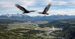 Cientistas rastreiam corvos com GPS em Yellowstone e descobrem que eles têm memória: eles a usam para retornar a lugares onde há comida