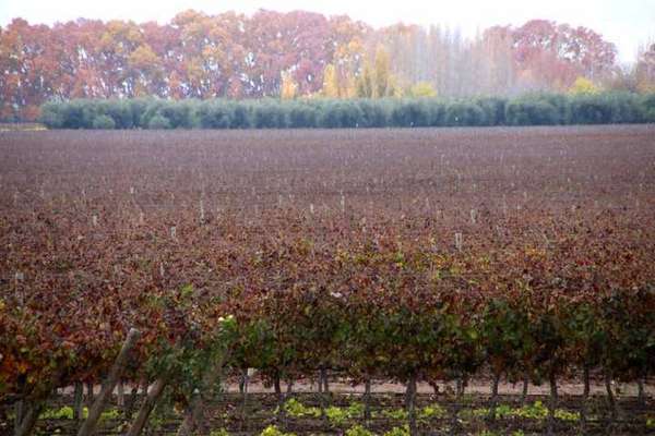 O colorido das videiras