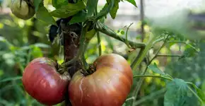 Aos sábados, UMAPAZ oferece curso gratuito de Permacultura Urbana