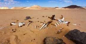 Países terão que lidar com “refugiados do clima” em breve