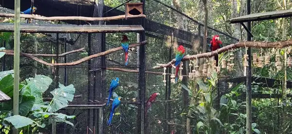 Viveiro das araras abriga diversas espécies