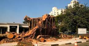 No Ipiranga, árvore centenária é derrubada para construção de prédios