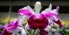 Foto: (Foto: Divulgação.)