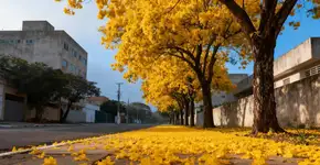 Essa árvore virou a queridinha dos brasileiros pela sua copa repleta de lindas pétalas amarelas