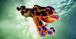 Este é o animal mais venenoso do mundo: Vai te surpreender