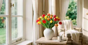 Na Holanda, para a tulipa durar anos: o macete não é a rega constante, mas nunca deixar a água tocar as pétalas