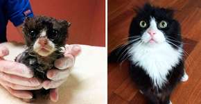 Antes e depois de 15 gatos que foram resgatados das ruas