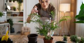 Conheça 5 plantas que ajudam a limpar o ar para ter em casa