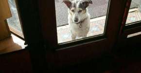 Fotos de cachorros esperando por seus donos fazem sucesso na web