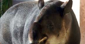 5 motivos por que ser chamado de ‘anta’ é elogio