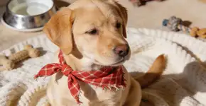 Foto: (Imagem sem texto alternativo disponivel ID [2676680])