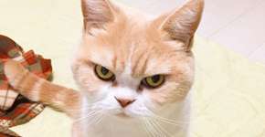 Gatinha com cara de brava faz sucesso no Instagram