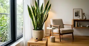 Na África do Sul a espada de são jorge é resistente a tudo, porque nunca a deixam em vasos sem furo