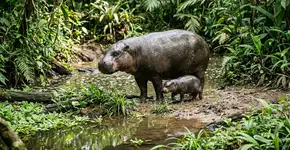 Biólogos choram emocionados: o primeiro hipopótamo pigmeu, uma espécie ameaçada, nasce na Espanha