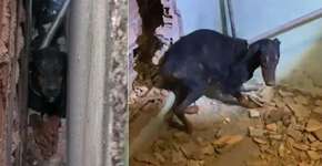 Cadela foge dos fogos e fica presa entre paredes