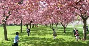 SPtrans cria linha de ônibus exclusiva para o 37º Festival das Cerejeiras