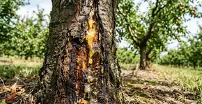 Por que a cancro aparece em árvores frutíferas e quais são as opções de tratamento?