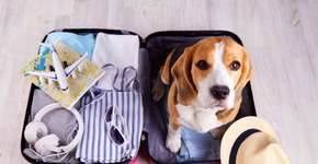 Foto: (Istock/Viktoriya Telminova)