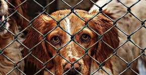 Salvador ganha uma das mais abrangentes leis de proteção animal