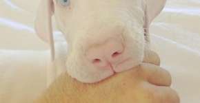 Foto: (Imagem sem texto alternativo disponivel ID [864582])