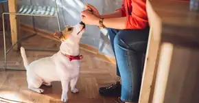 Mars e McDonald’s inauguram espaços pet friendly em restaurantes por todo o Brasil