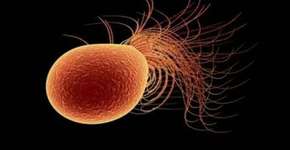 Bactéria criada em laboratório se alimenta de CO2