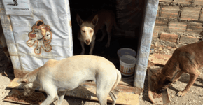 Casa de cachorro de caixas de leite abriga animais de rua
