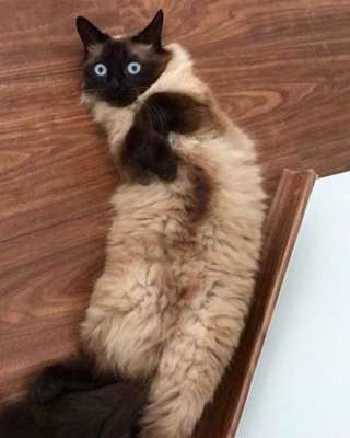 Veja alguns dos cães e gatos que já estão participando do #MostreABarriguinha!