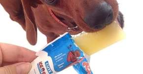Ice Pet é o sorvete que ajuda a refrescar os animais de estimação