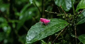 Cientistas se surpreenderam ao descobrir um raro inseto rosa que, em apenas 11 dias, muda de cor e se camufla entre as folhas