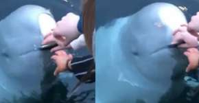Baleia devolve celular de turista que caiu no mar na Noruega