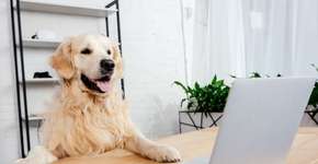 Foto: (Imagem sem texto alternativo disponivel ID [2628342])