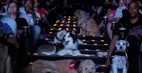 Cinema para cachorro: você e seu ‘doguinho’ juntos em sessão mensal