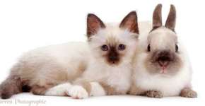 Foto: (Imagem sem texto alternativo disponivel ID [1141885])