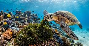 Como as tartarugas marinhas retardam a propagação de uma alga invasora nos recifes do Havaí