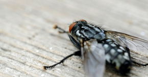 Dá para espantar moscas e mosquitos com um ingrediente simples que você tem em casa