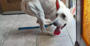 Cão com deficiência tem 10 interessados em adotá-lo após abandono