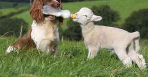 Foto: (Imagem sem texto alternativo disponivel ID [1864218])