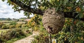 O aparecimento de ninhos de uma espécie invasora mortal: eles pedem para ter cuidado porque estão próximos às cidades