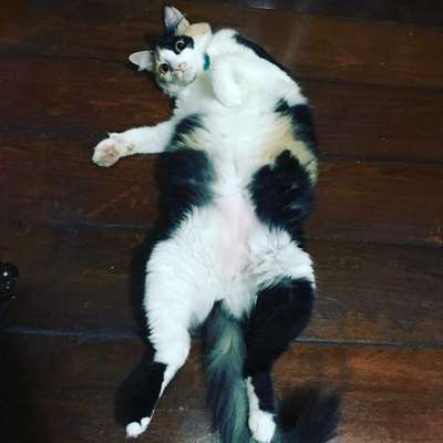 Veja alguns dos cães e gatos que já estão participando do #MostreABarriguinha!