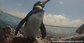 Foto: (Imagem sem texto alternativo disponivel ID [1866896])