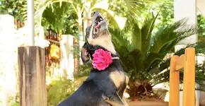 Foto: (Imagem sem texto alternativo disponivel ID [1053407])