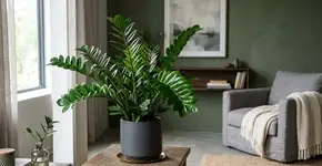 Sem rega ou luz constante: a planta africana perfeita para iniciantes