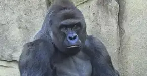 Mãe de criança que causou morte de gorila Harambe não será acusada criminalmente