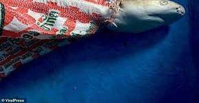 Tubarão filhote é encontrado morto preso a um saco de lona