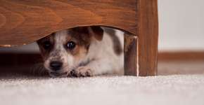 Covid-19: cachorros e gatos devem usar máscaras?