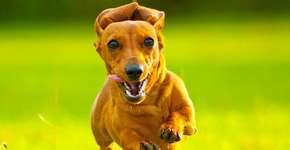 Cães são capazes de reconhecer emoções humanas, diz estudo