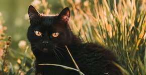 Foto: (Imagem sem texto alternativo disponivel ID [2638967])