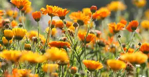 Foto: (SchmitzOlaf/istock)